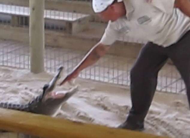 Vídeo mostra momento em que funcionário do zoológico tem mão abocanhada por jacaré