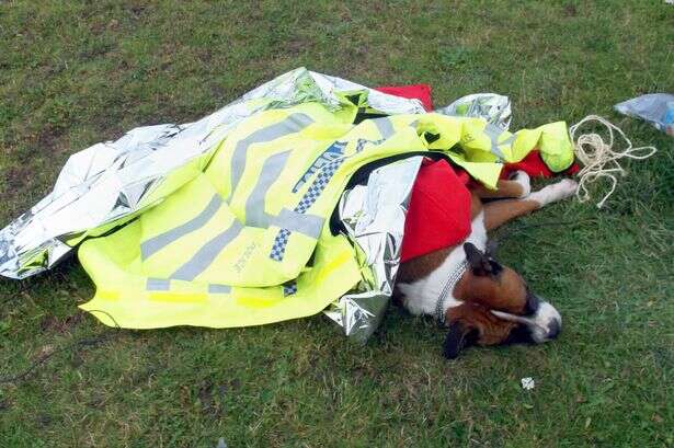 Cão é encontrado abusado e amarrado pelas pernas em parque Cão é encontrado abusado e amarrado pelas pernas em parque