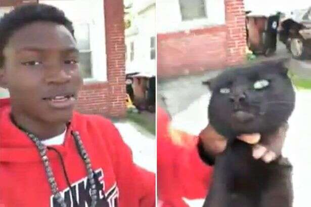 Vídeo chocante mostrando adolescente enforcando e arremessando gato causa revolta Vídeo chocante mostrando adolescente enforcando e arremessando gato causa revolta