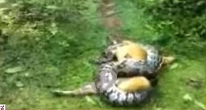 Assista vídeo chocante em que cão consegue escapar de ser devorado por enorme cobra píton