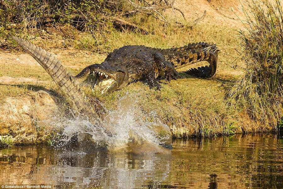 veja o momento incrível em que crocodilo enorme tenta devorar rival