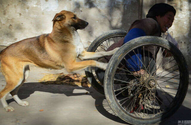 Cão empurra seu dono em cadeira de rodas
