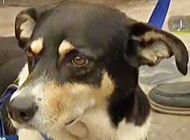 VID: Dad Drags Dog Behind Car For Biting Son Claim Rejected