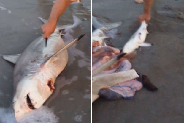 Vídeo incrível mostra homem realizando parto em fêmea de tubarão grávida morta na praia