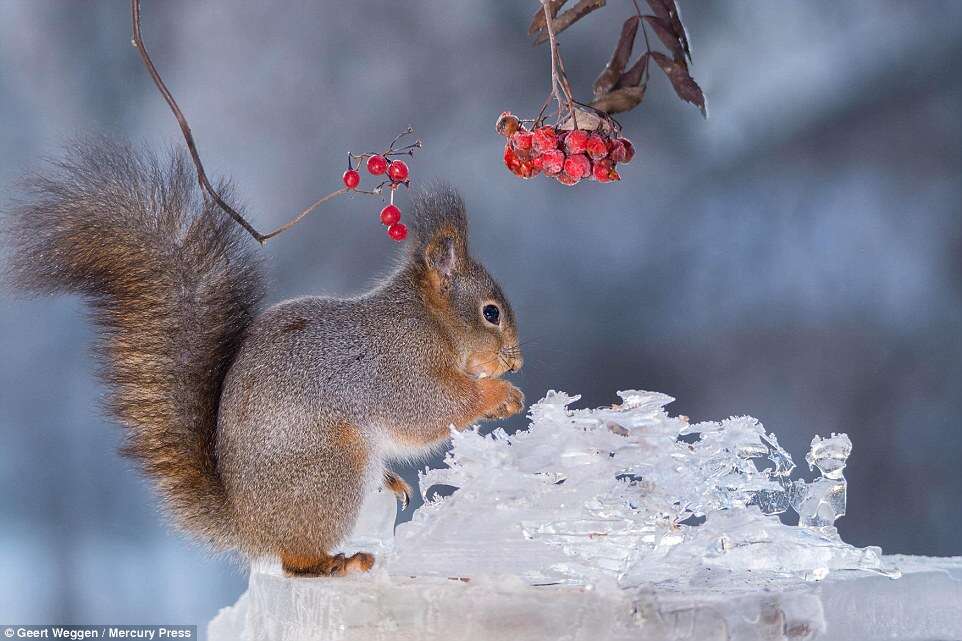 Esquilos em jardins congelados na Europa