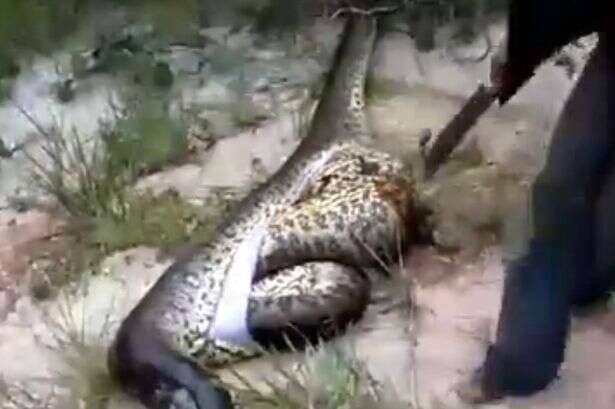 Homem corta barriga de cobra gigante e é surpreendido ao encontrar outra cobra