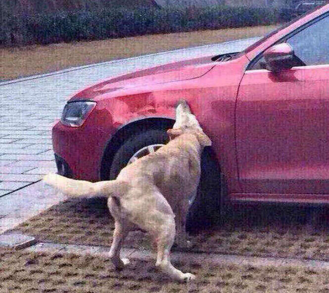 Cachorro mordendo carro