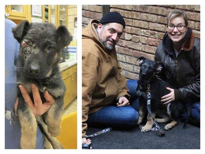Cães que sofreram mudanças inacreditáveis após serem resgatados