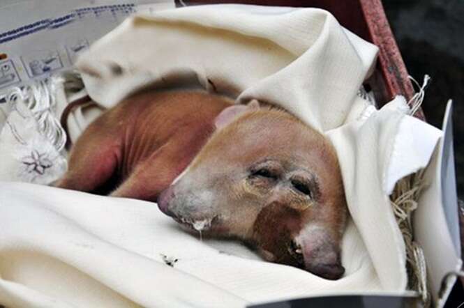 Porco nasce com duas cabeças e atrai visitantes na China