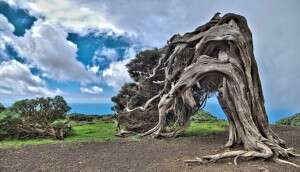 10 das mais estranhas árvores encontradas pelo mundo