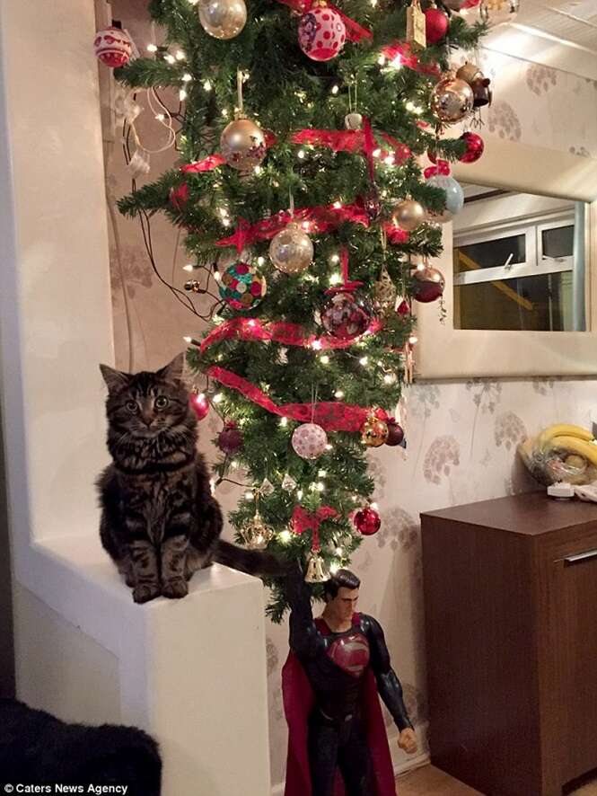 Família monta árvore de Natal de cabeça para baixo para evitar que gato de  estimação a destrua e ideia faz sucesso no Facebook - Clube News