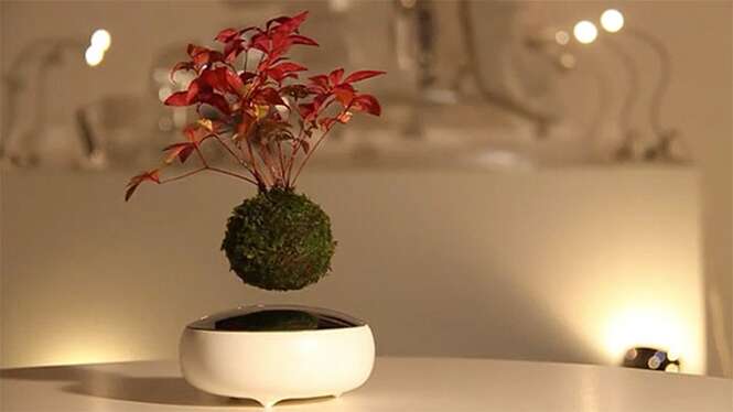 Árvores de bonsai flutuantes se tornam realidade no Japão