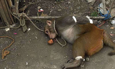 Macaco amarrado e preso