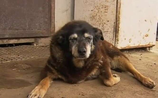 Cão mais velho do mundo morre com 