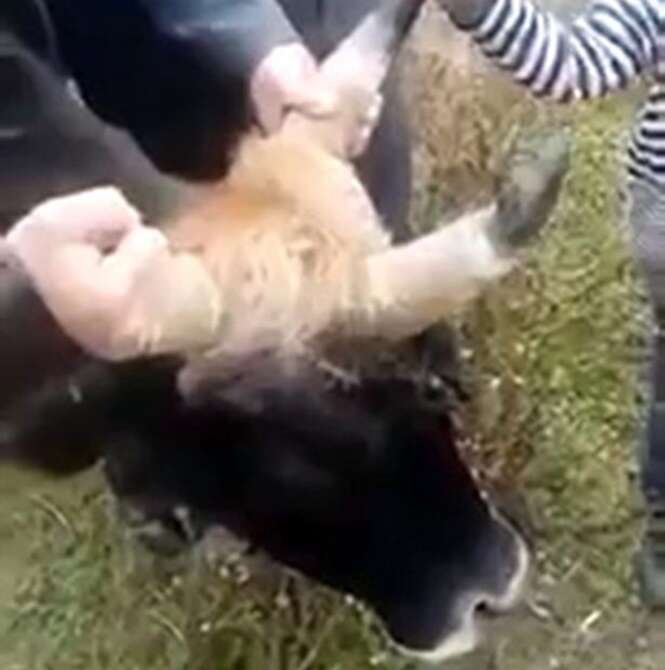 Vaca se torna atração após nascer com três chifres