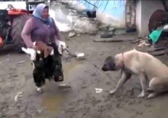 Vídeo é chamado de pecaminoso ao mostrar cadela amamentando cabritinhos famintos