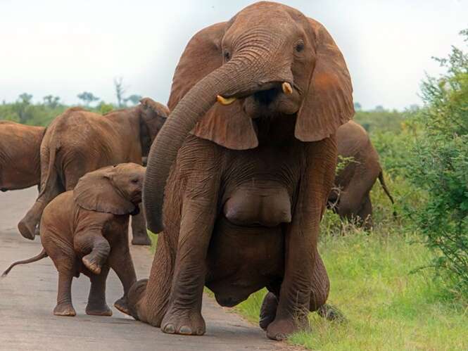 Elefante fêmea surpreende fotógrafa por causa de seus 