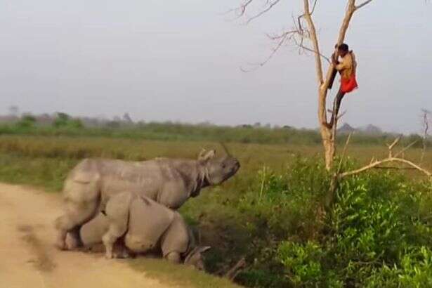 Homem se refugia em árvore para não ser pego por rinoceronte que o perseguia