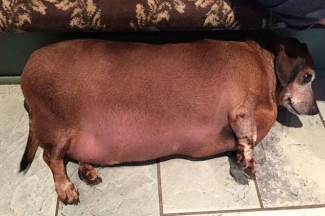 Cão salsicha obeso muda de vida e perde mais da metade de seu peso