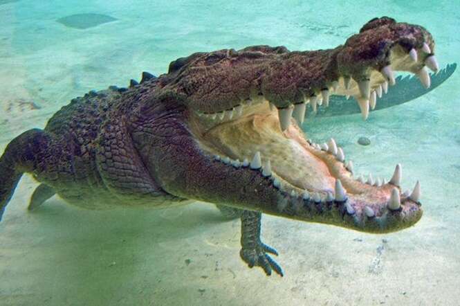 Mulher mantém enorme crocodilo em seu quintal como animal de estimação