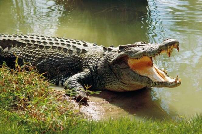 Crocodilo morde pé de jovem que acampava próximo à rio