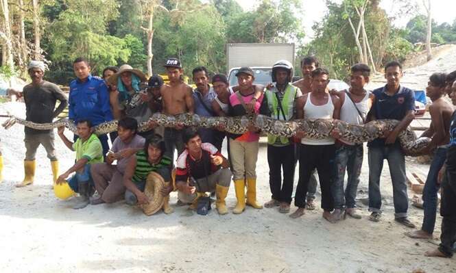 Cobra gigantesca é capturada na Malásia