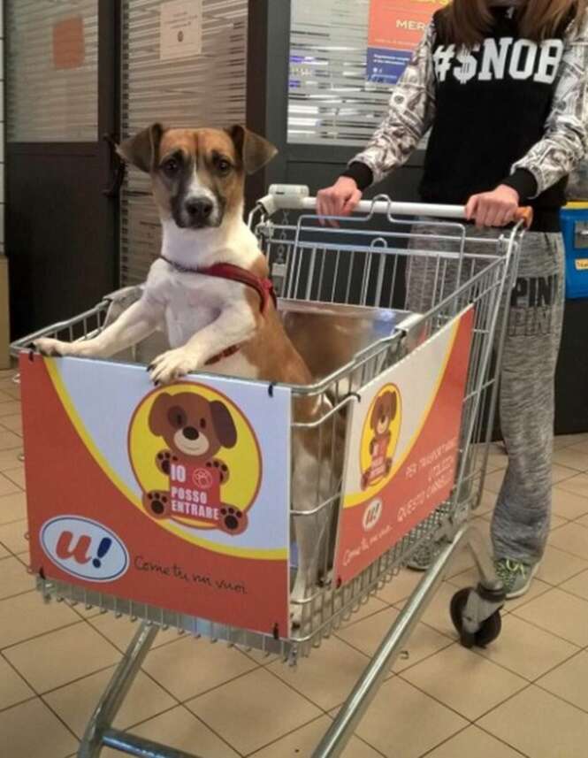 Supermercado inova com carrinhos de compras especiais para seu cãozinho