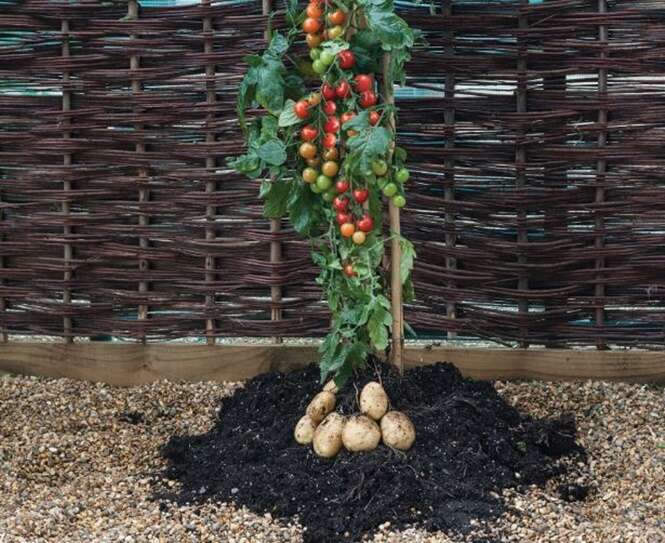 Planta que produz tomates e batatas é comercializada em supermercados do Reino Unido