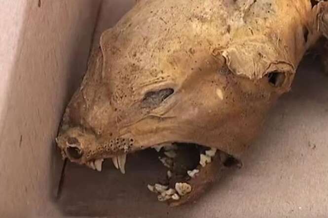 Suposto lendário chupa-cabra é encontrado morto na Ucrânia