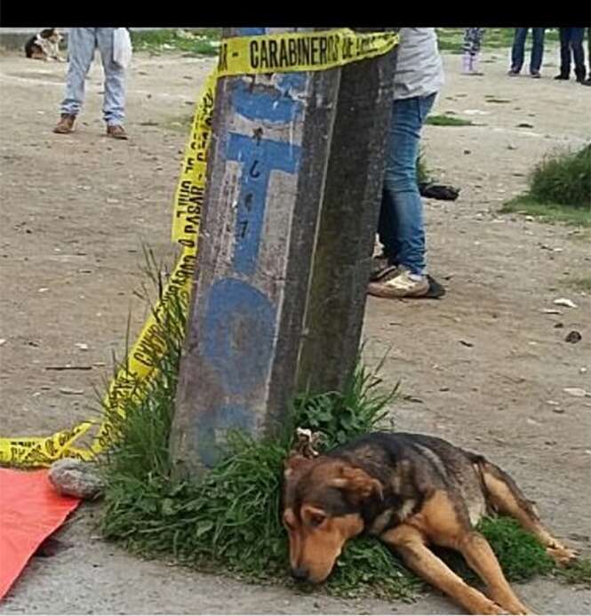 Cão é flagrado com semblante de dor enquanto fica deitado ao lado de dono morto em acidente