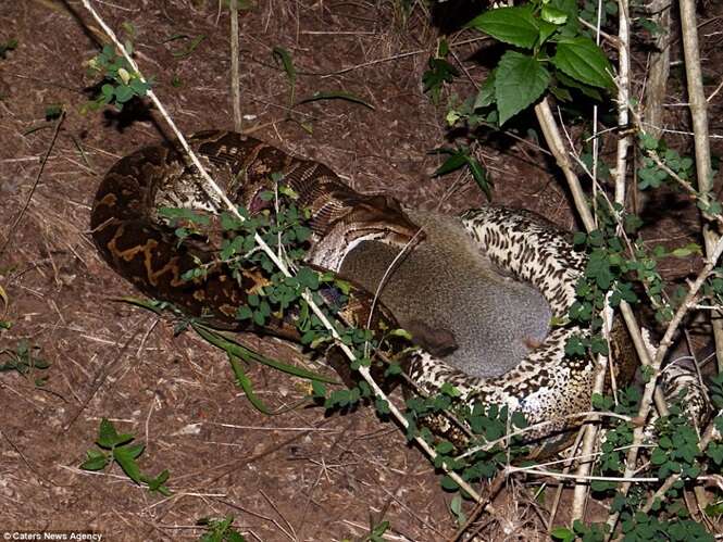 Snake python devours monkey before taking him to the bush