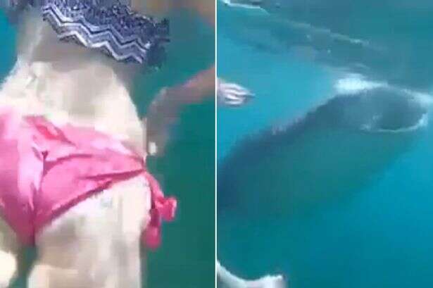 Jovem mulher fica desesperada ao encontrar enorme tubarão enquanto nadava nas Filipinas