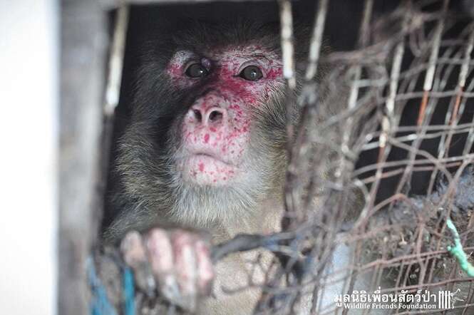 Macaco é resgatado após passar 25 anos preso em gaiola