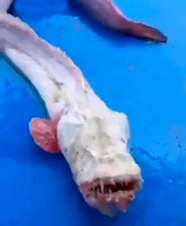 Estranho peixe capturado na Tailândia intriga internautas