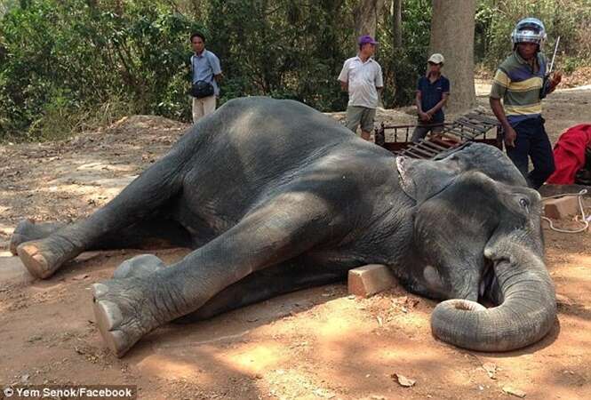 Elefante morre após carregar turistas 