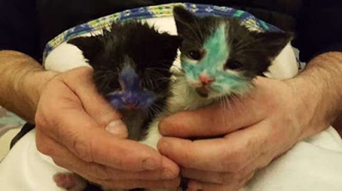 Gatinhos são pintados com canetas permanentes em brincadeira cruel
