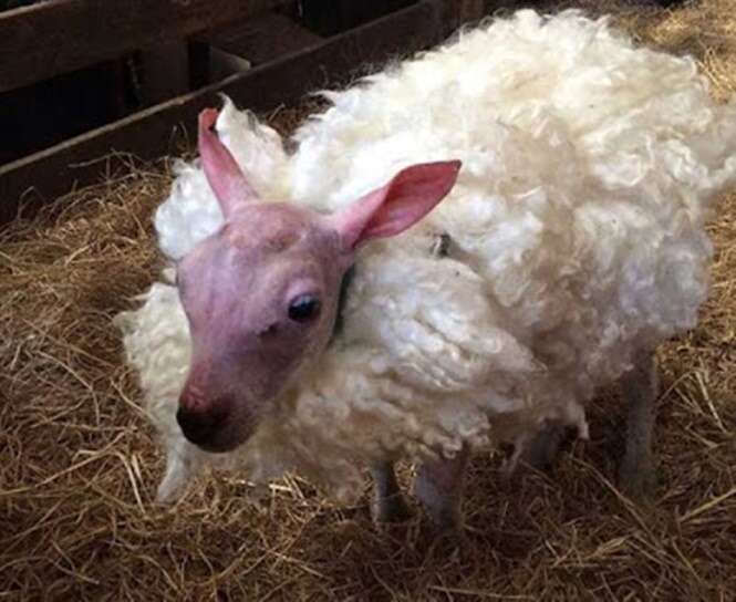 Ovelha nasce sem lã em raro fenômeno