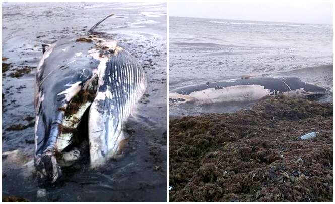 Filhote de baleia encalha em praia e moradores resolvem retirar sua carne