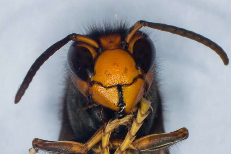 Cientistas recebem para permitirem que abelhas piquem seus pênis