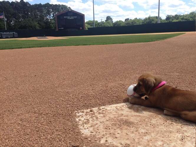 Cão abandonado ganha emprego como mascote de time amador de beisebol