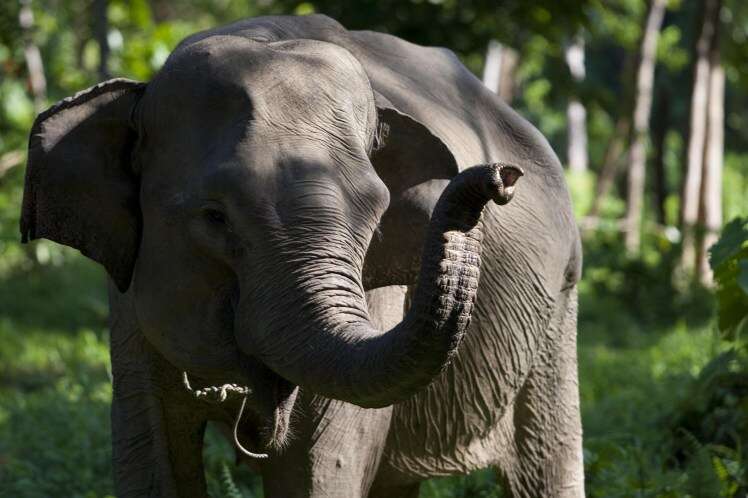 Elefante se irrita ao ser fotografado e mata mulher na Indonésia