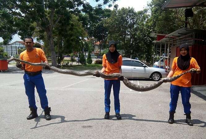 Enorme cobra píton de quase 4 metros de comprimento é encontrada na Malásia