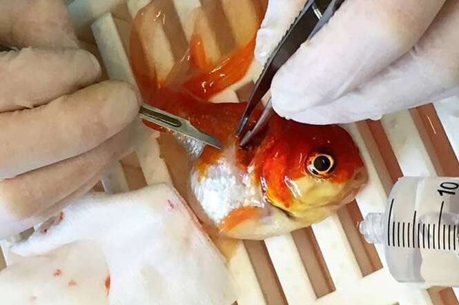 Peixe Nemo viaja 320 quilômetros para remover tumor em operação
