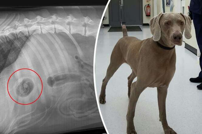 Cão é levado a veterinário e especialistas descobrem que ele engoliu Kinder Ovo inteiro