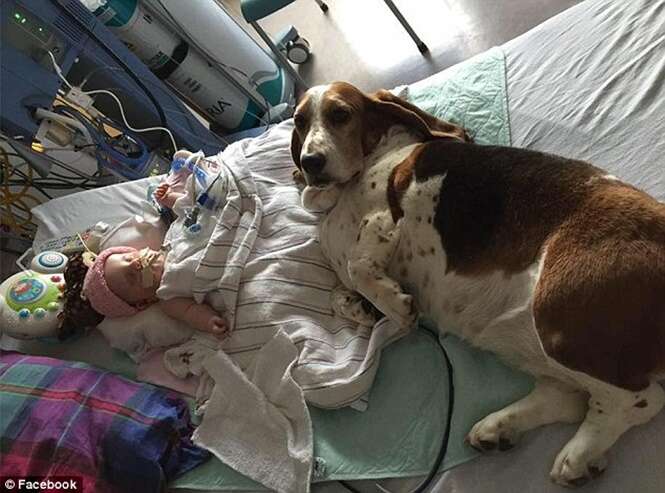 Bebê que vivia com cães de estimação grudados a ele após entrar em coma, morre no hospital