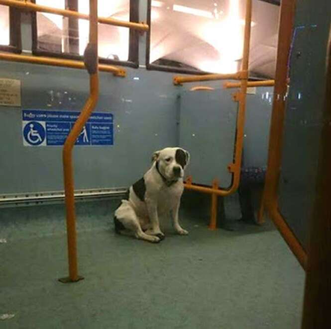 Cão é encontrado encolhido dentro de ônibus