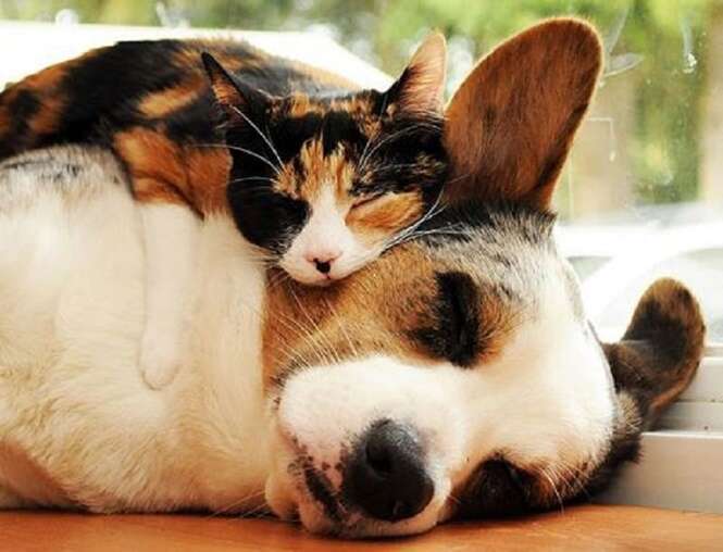 Fotos adorveis de animais sendo usados como travesseiros