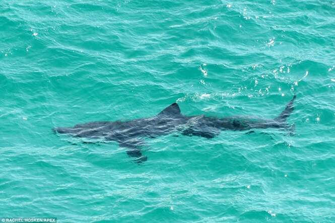 Enorme tubarão causa pânico ao aparecer em águas rasas de praia