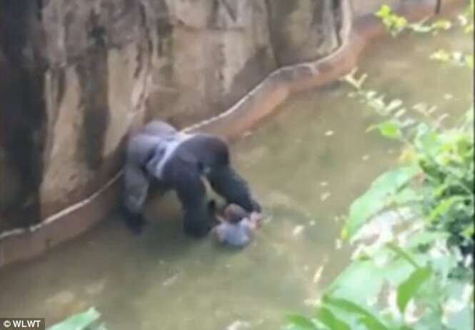 Gorila é morto após menino de 4 anos invadir sua jaula em zoológico
