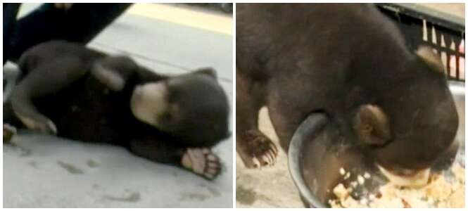 Chinês adota cão de rua e descobre se tratar de urso em extinção
